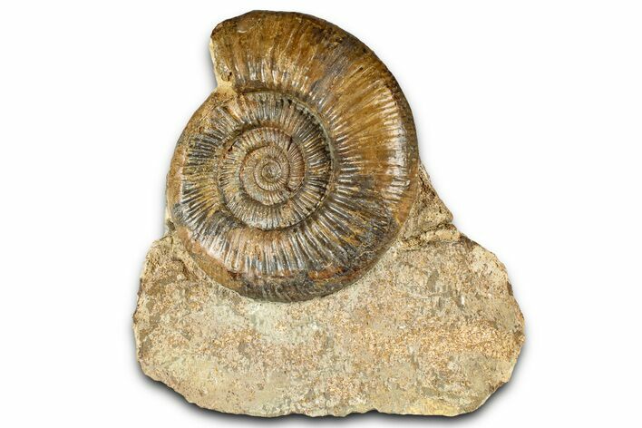 Jurassic Ammonite Fossil - Sengenthal, Germany #326709